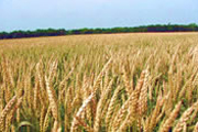 © 2013 - campo_grano.jpg