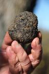 &copy; 2013 - 08_Azienda tartufigena 'La Trifola'_tartufo_foto di Michele Morelli