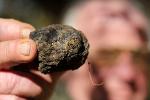 &copy; 2013 - 17_Azienda tartufigena 'La Trifola'_tartufo_foto di Michele Morelli