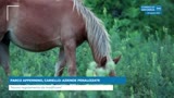 PARCO APPENNINO, CARIELLO: AZIENDE PENALIZZATE