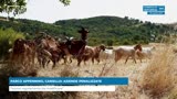 PARCO APPENNINO, CARIELLO: AZIENDE PENALIZZATE