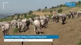 PARCO APPENNINO, CARIELLO: AZIENDE PENALIZZATE